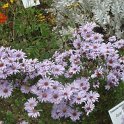 Aster amellus